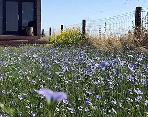 Bloemenweide voor Huisje in Kraggenburg, vakantiehuis in de natuur van Oostelijk Flevoland, Flevoland.
