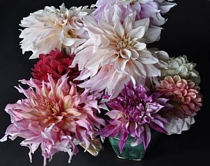 Gorgeous dahlias in Holiday home in Kraggenburg, a feast for the eyes in Flevoland.
