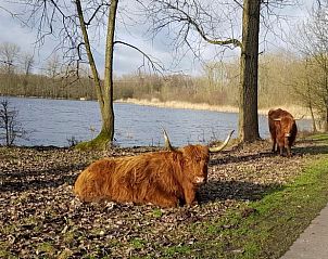 Scottish highlanders in the countryside at Holiday Home in Zeewolde, Flevoland.