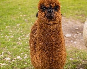 Guest house 230116 - Holiday property Friese bossen - Huisje in Oudemirdum