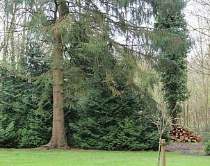 Guest house 230126 - Holiday property Friese bossen - Vakantiehuisje in Oudemirdum