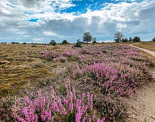 Zonnig terras bij vakantiehuis FR433 in Appelscha, omgeven door Friese natuur.