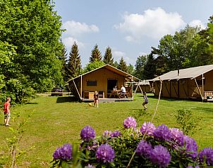 Unterkunft 230332 • Zelthaus Friese bossen • Safaritent de Wold Lodge 
