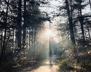 Unterkunft 230347 - Ferienhaus Friese bossen - Huisje in Appelscha