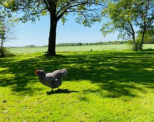 Vrijlopende kip in de tuin van Huisje in Oldeberkoop, vakantiehuis in Friese bossen, Friesland.
