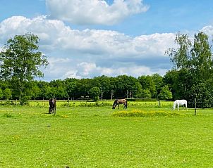Paarden in weiland bij Huisje in Oldeberkoop, vakantiehuis in Friese bossen, Friesland.