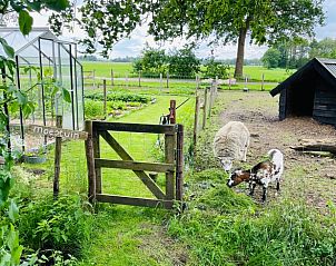 Schapen en geiten bij Huisje in Oldeberkoop, vakantiehuis in de Friese bossen, Friesland.