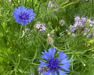 Blauwe bloemen in tuin van Huisje in Oldeberkoop, vakantiehuis in de Friese bossen, Friesland.
