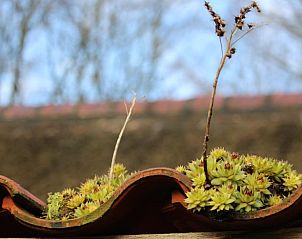 Grnpflanzen auf dem Dach des Ferienhauses in Haule, das in den friesischen Wldern liegt.