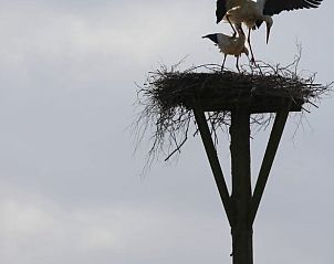 Storchennest bei Cottage in Haule, Ferienhaus in Friesland.
