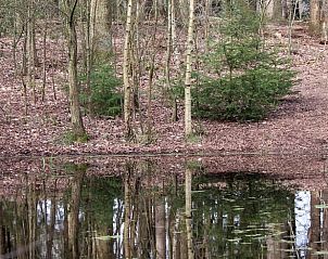 Spiegelnder Teich in der Nhe des Ferienhauses in Haule, Friesische Wlder.