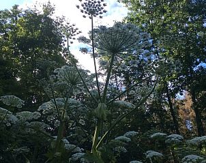 Verblijf 231108 - Vakantiewoning Friese bossen - Vakantiehuis in Noordwolde