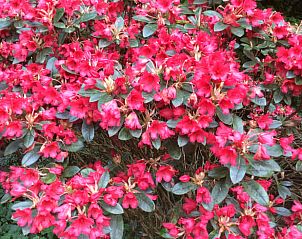 Bloeiende rododendrons bij Vakantiehuis in Noordwolde, een kleurrijke toevoeging aan de Friese natuur.