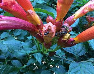Insecten op bloemen in de tuin van Vakantiehuis in Noordwolde, een paradijs voor natuurliefhebbers in Friesland.