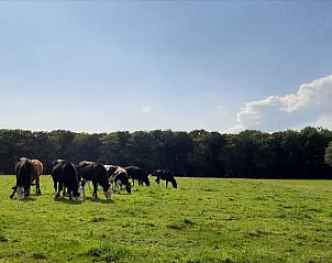 Khe grasen auf den Wiesen rund um ein Ferienhaus in Oosterwolde, Friesland.