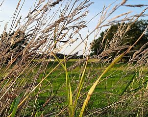 Natrliche Umgebung rund um das Ferienhaus in Oosterwolde, Friesland, mit wogendem Gras.