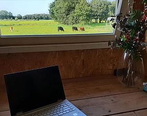 Blick auf grasende Khe aus dem Fenster eines Ferienhauses in Oosterwolde, Friesland.