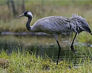 Unterkunft 231223 - Ferienhaus Friese bossen - Vakantiehuisje in Oosterwolde