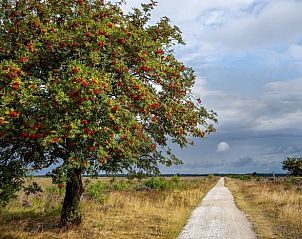 Unterkunft 231228 - Ferienhaus Friese bossen - Vakantiehuis in Oosterwolde
