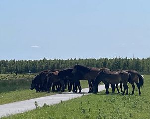 Paarden in het water bij Fochtelorveen, nabij Vakantiehuisje in Oosterwolde.