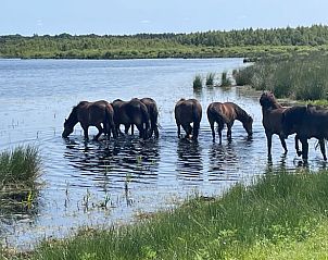 Rustig waterlandschap bij Vakantiehuisje in Oosterwolde, Friesland.