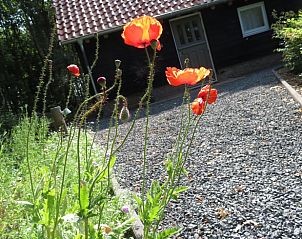 Bloeiende bloemen bij Huisje in Haulerwijk, vakantiehuis in de Friese bossen.