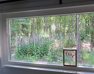 Uitzicht op bos vanuit Huisje in Haulerwijk, vakantiehuis in Friesland.