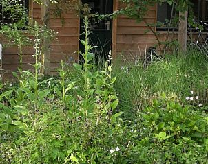 Groene tuin bij Vakantiehuisje in Haulerwijk, gelegen in de serene Friese bossen van Friesland.