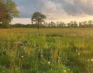 Bloemrijke velden rondom Vakantiehuis in Haulerwijk, gelegen in Friesland.