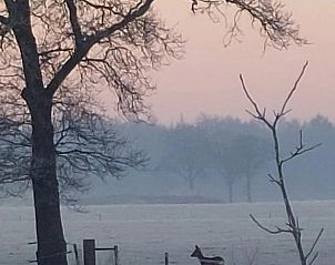 Wilde dieren gespot bij zonsopgang in de buurt van Vakantiehuis in Haulerwijk, Friese bossen.