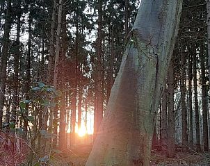 Zonsondergang tussen de bomen nabij Vakantiehuis in Haulerwijk, gelegen in Friese bossen.