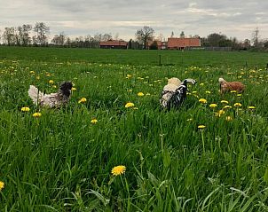Kippen scharrelen in de velden rondom Vakantiehuis in Haulerwijk, Friese bossen.