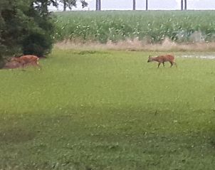 Wilde dieren rondom Huisje in Boijl, vakantiehuis in Friese bossen, Friesland.