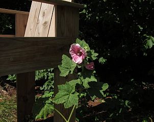 Bloeiende bloemen sieren de tuin van Vakantiehuisje in Boijl, een idyllisch plekje in Friesland.