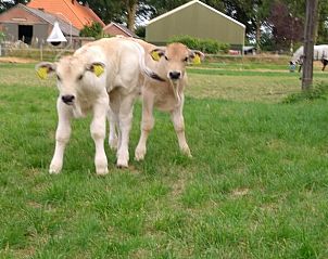 Schattige kalfjes in de omgeving van Vakantiehuis in Boijl, Friesland.