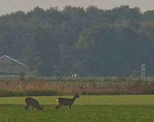 Reen in het veld nabij Vakantiehuis in Boijl, Friese bossen, Friesland.