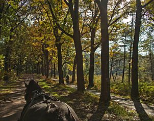 Paardrijden in de bossen bij Vakantiehuis in Boijl, Friesland voor natuurliefhebbers.