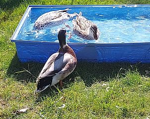 Eenden in een zwembad bij Vakantiehuis in Boijl, Friesland voor dierenliefhebbers.