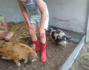 Kinderen spelen met varkens bij Vakantiehuis in Boijl, Friese bossen, Friesland.