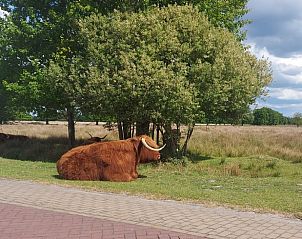 Schotse Hooglander rustend in de natuur bij Vakantiehuis in Boijl, Friesland.