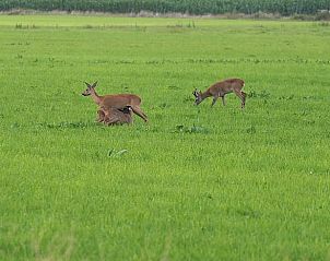 Wilde herten grazen nabij Vakantiehuis in Boijl, een natuurlijke omgeving in de Friese bossen van Friesland.