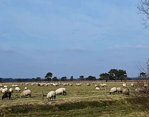 Schapen in de weilanden nabij Vakantiehuis in Boijl, een idyllische setting in de Friese bossen van Friesland.