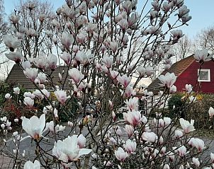 Bloeiende magnolia in de tuin van Vakantiehuis in Boijl, lente in Friesland.
