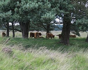 Unterkunft 231511 - Ferienhaus Friese bossen - Vakantiehuis in Boijl