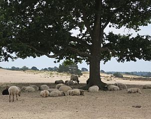 Unterkunft 231511 - Ferienhaus Friese bossen - Vakantiehuis in Boijl