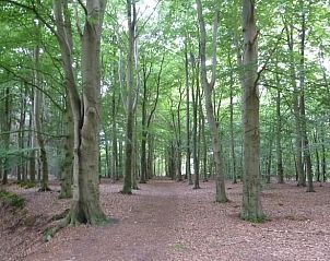 Unterkunft 231511 - Ferienhaus Friese bossen - Vakantiehuis in Boijl