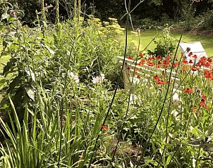 Natuurlijke tuin bij vakantiehuis in Boijl, Friese bossen met verschillende bloemen.