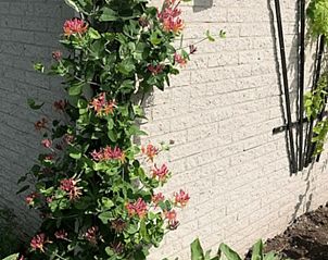 Sneeuwlandschap rondom vakantiehuis in Boijl, Friesland in winterse omgeving.