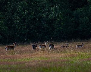 Herten in de velden rondom Vakantiehuis in Boijl, wildlife spotten in Friesland.