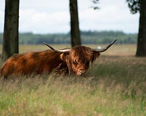 Schotse hooglander in de omgeving van Vakantiehuis in Boijl, unieke natuur in Friesland.
